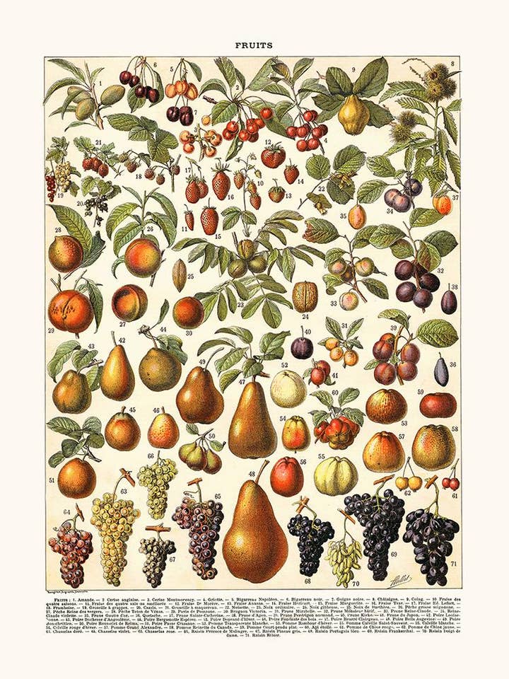 Fruits pour la vente par Salam Editions