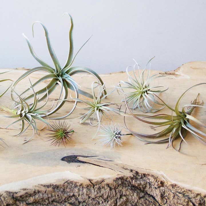 Chive - Wholesale Artificial Plant - Air Plant Artificial Kit - 60 piece Assortment1