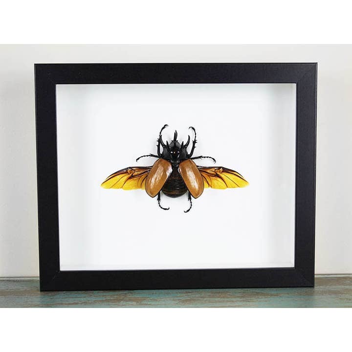 Newman Art Designs - Wholesale Wall Accent - Eupatorus gracilicornis in a Frame1