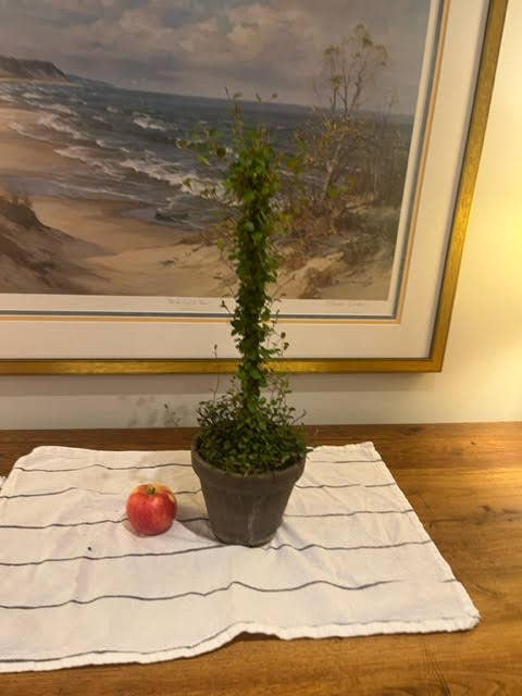 Sunrise Topiaries - Wholesale Live Plant - Live Woven Angel Vine "Lollipop" in 6 inch pot4