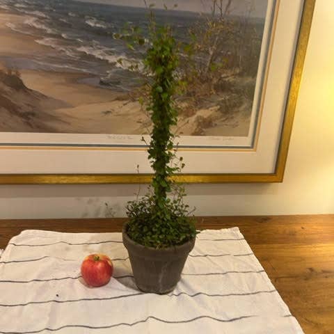 Sunrise Topiaries - Wholesale Live Plant - Live Woven Angel Vine "Lollipop" in 6 inch pot4