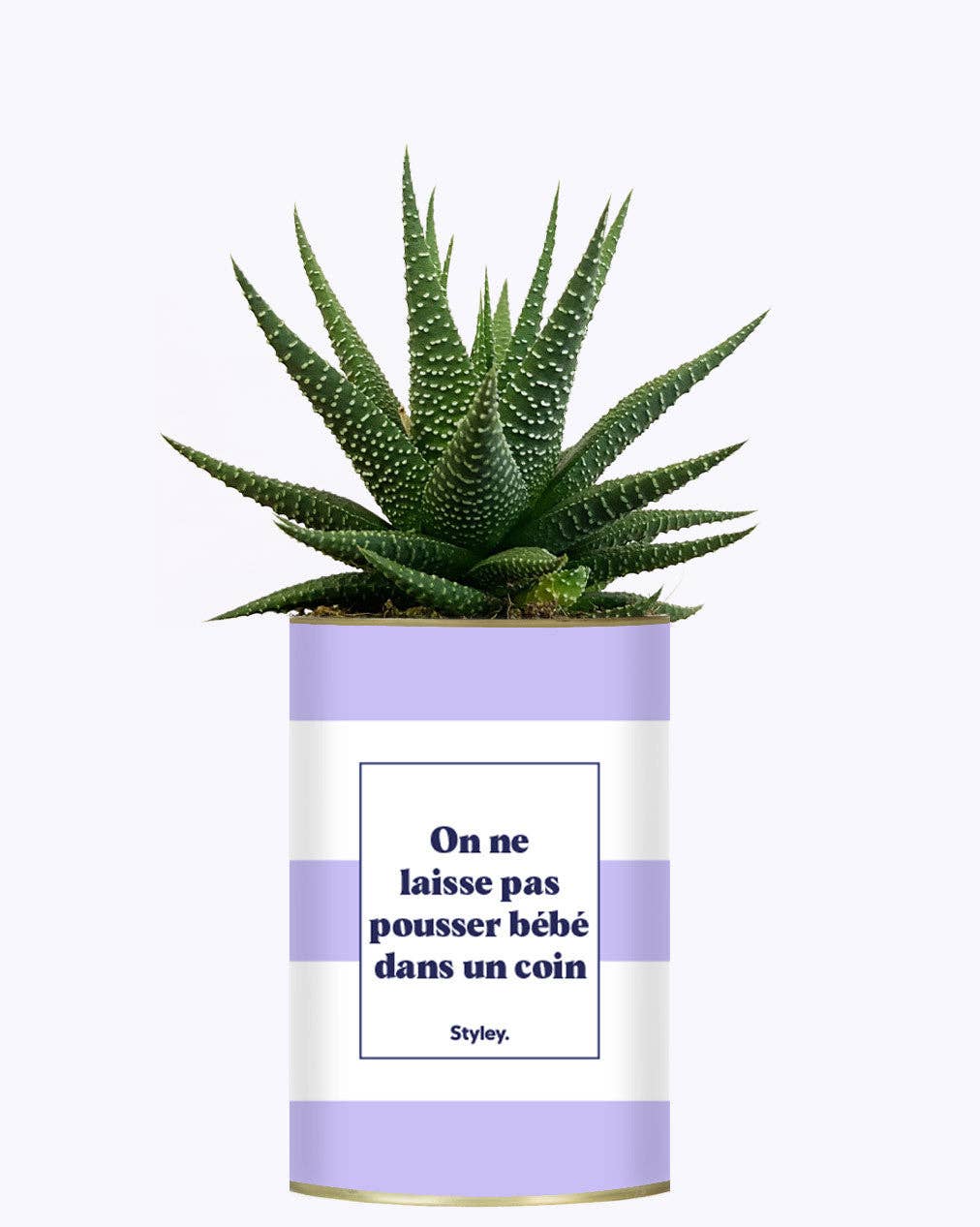 Styley - Wholesale Succulent - On Ne Laisse Pas Pousser Bébé Dans Un Coin - Cactus2