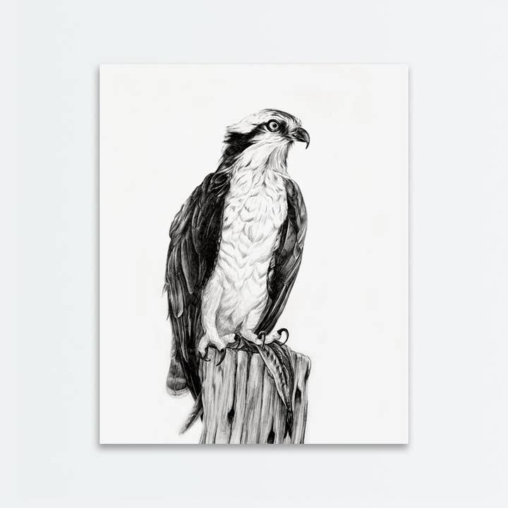 Imprimé Osprey pour la vente par Amanda Surveski Wildlife Art