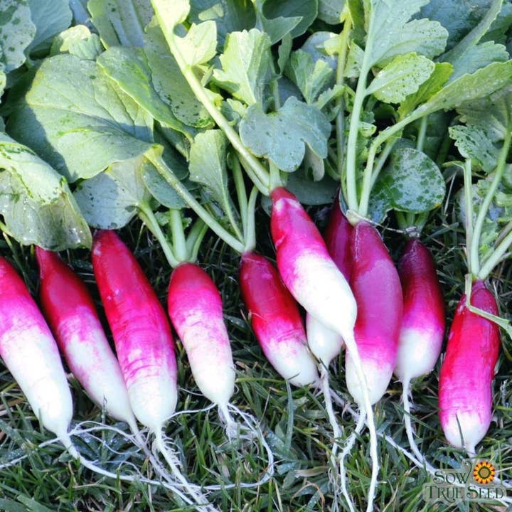 Sow True Seed - Wholesale Plant Seeds - Radish Seeds - French Breakfast