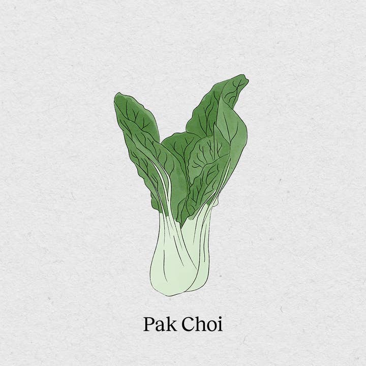 BerlinGreen - Wholesale Plant seeds - Pak Choi2