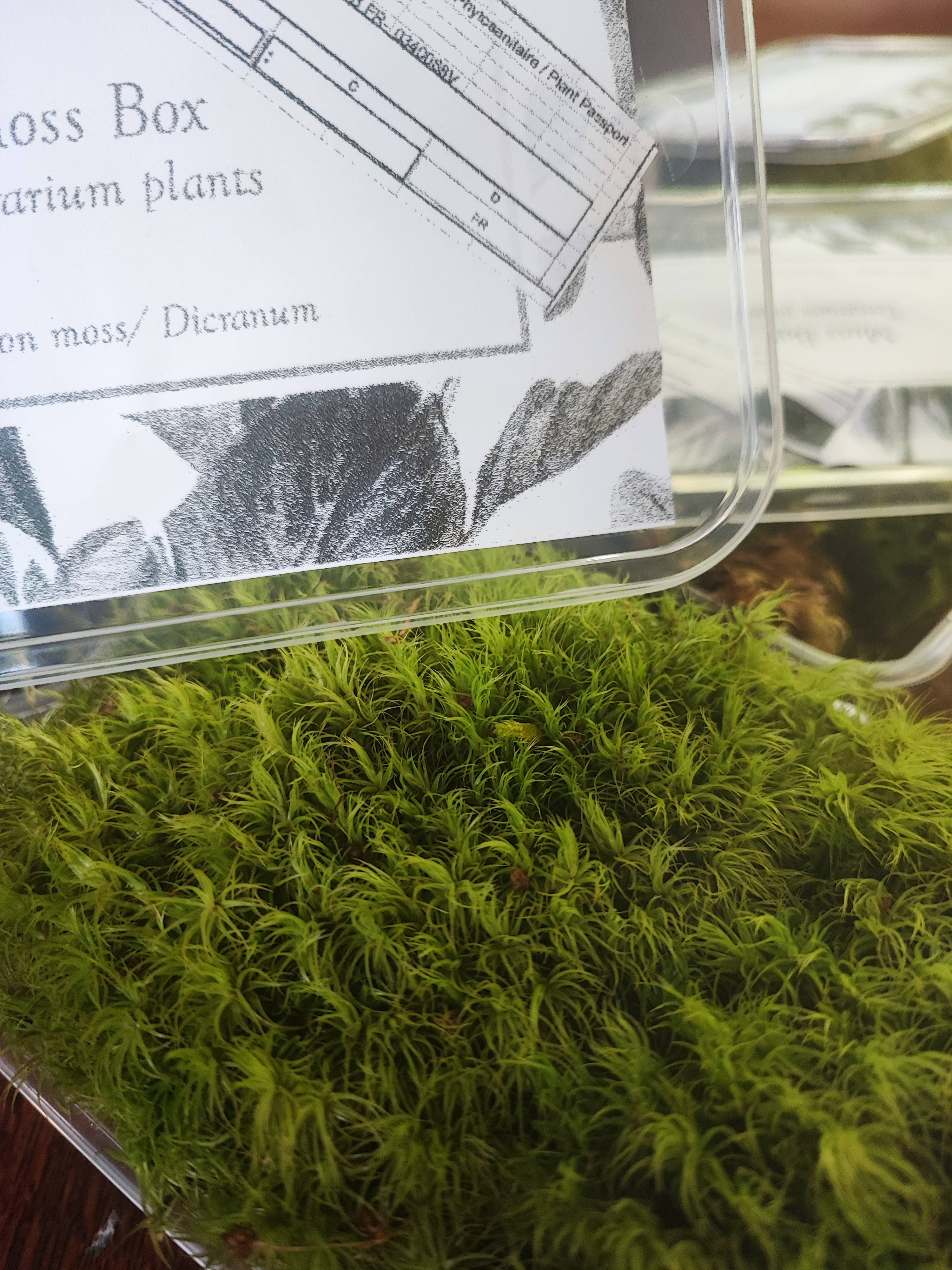 Moss wholesale - Wholesale Live Plant - Moss box for terrariums cushion, bun, sheet, fern, tree moss1