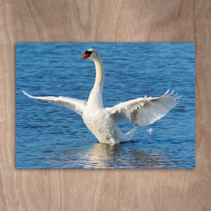 Carte Eye-0362 Mute Swan Swan pour la vente par eye-comm