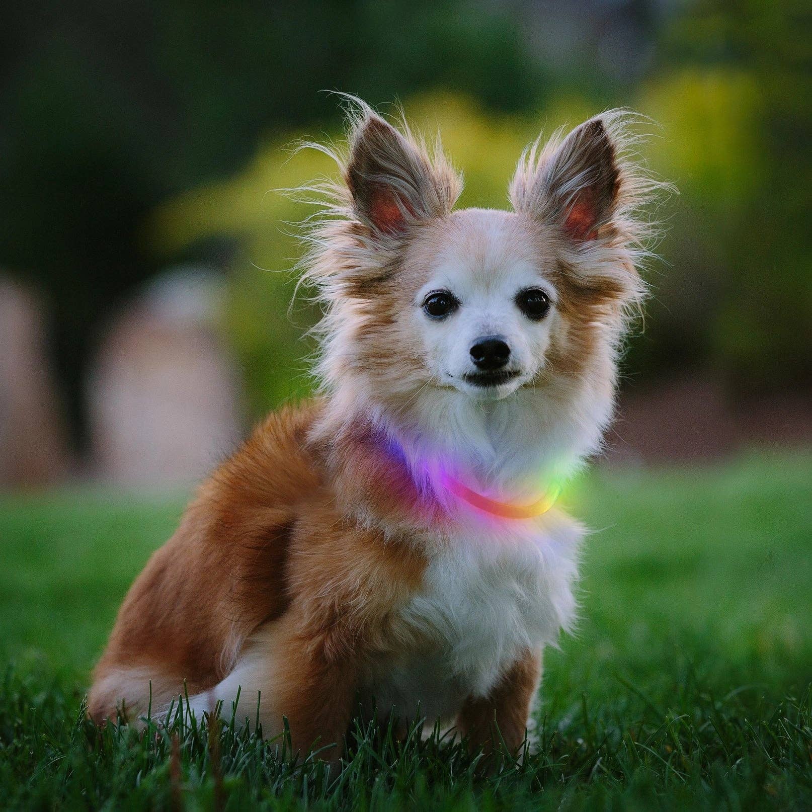 Mr. Peanut's - Wholesale Pet Collar - Dog - Nite Ize NiteHowl™️ LED Safety Necklace0