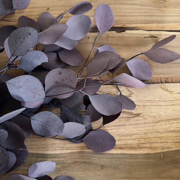 Flowrette - Wholesale Dried/Pressed Flowers - Eucalyptus Populus Bordeaux boot1
