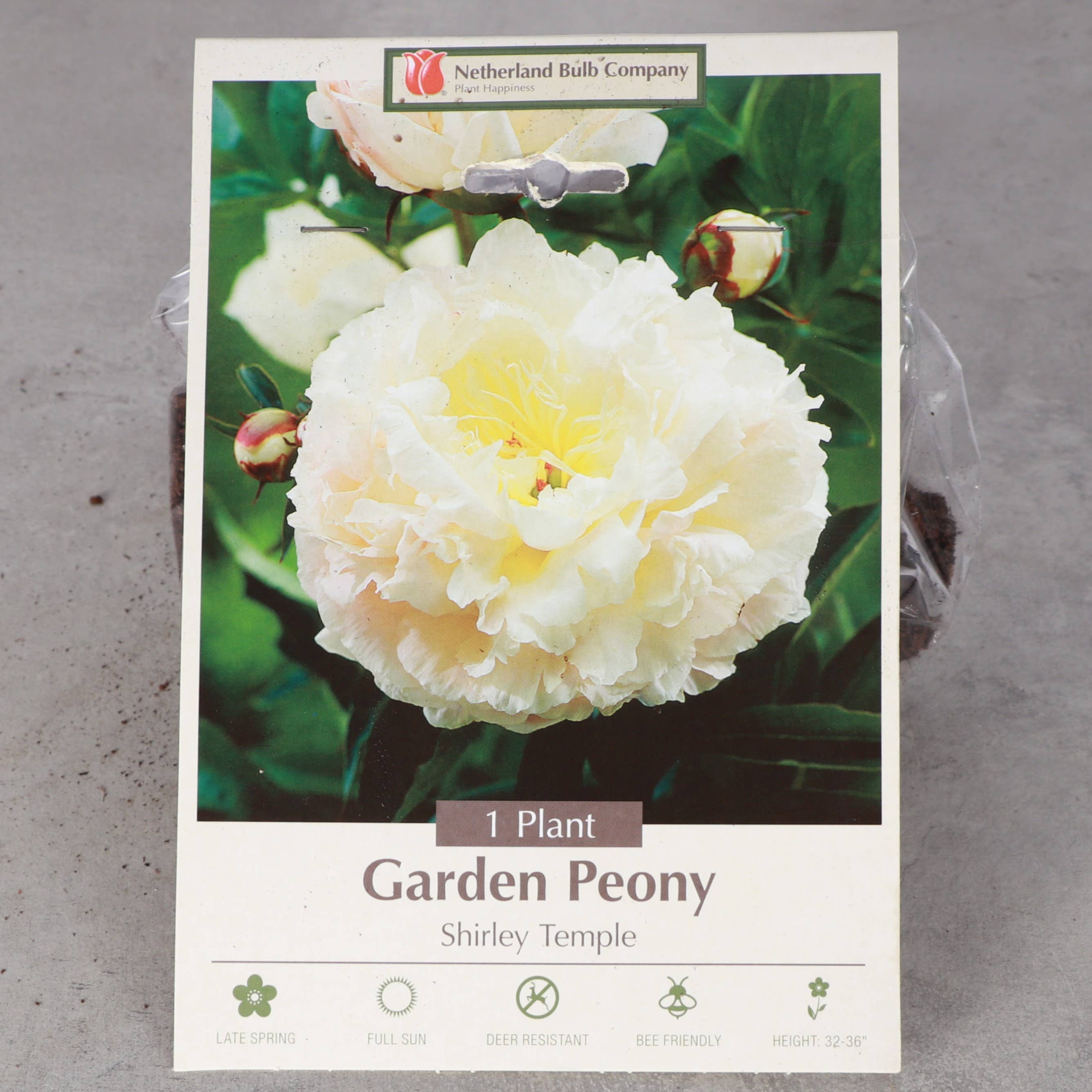 Thorsen's Greenhouse - Vente Plante - Bulbes de pivoines - Variétés multiples - Vivaces0