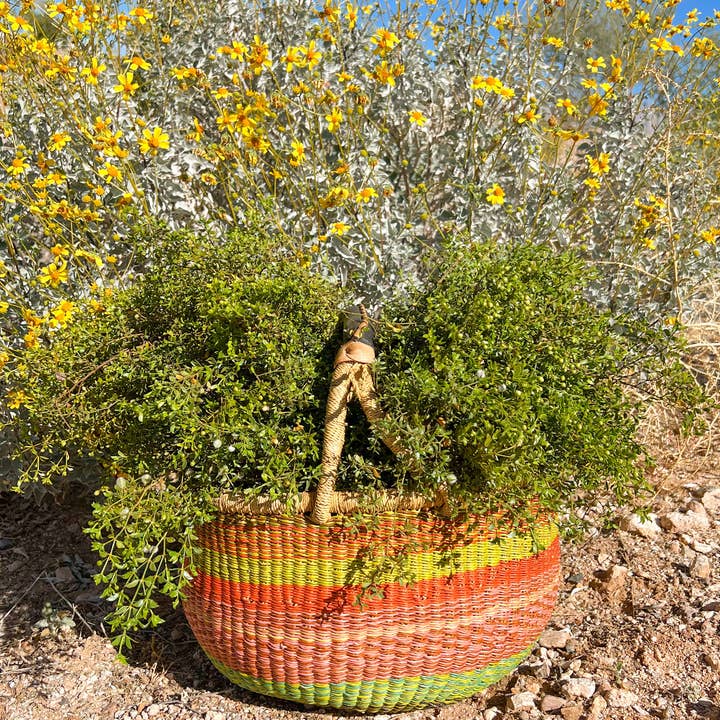 Sonoran Rosie - Venta al por mayor Ambientador - Paquete para colgar ducha Creosote Bush (chaparral)2