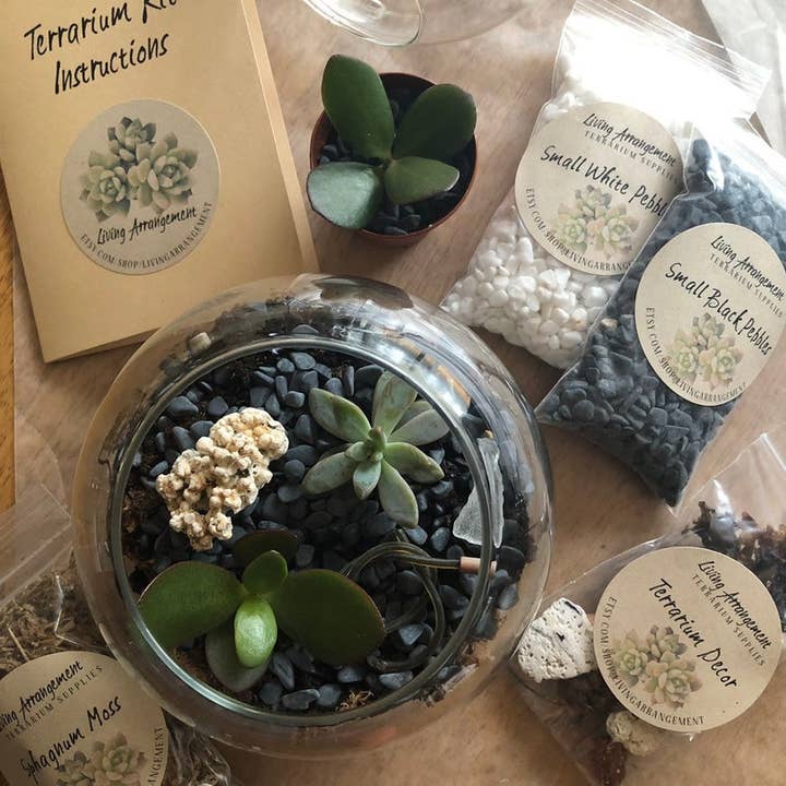 Succulent Terrarium Kit Complete DIY for wholesale by Living Arrangement