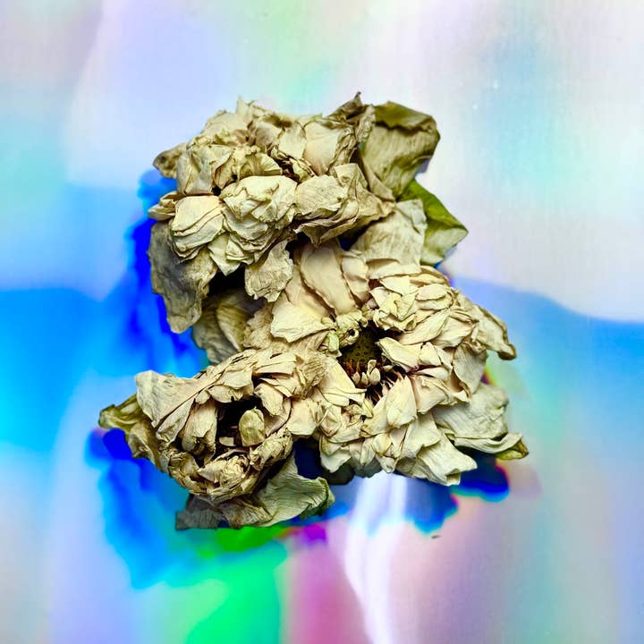 White Nelumbo Lotus Flower for wholesale by Healing Herbals