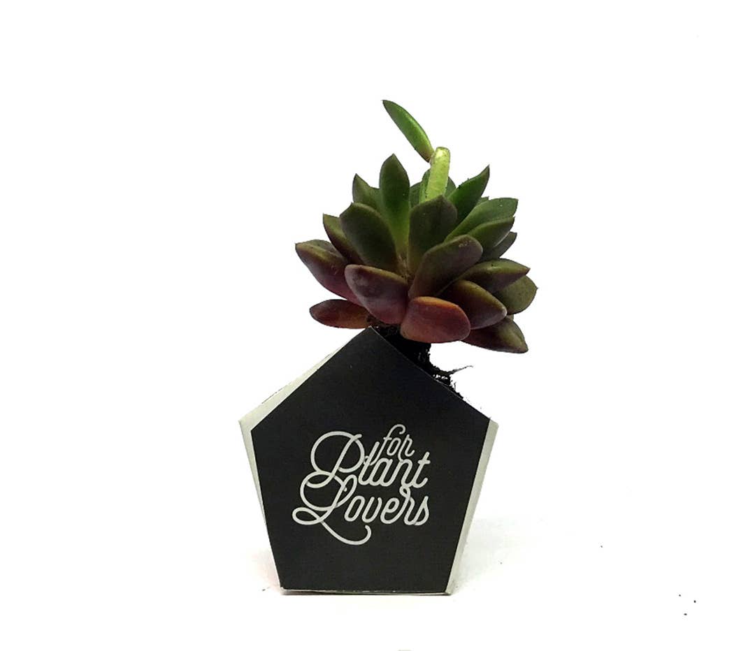 OriBon - Wholesale DIY Craft Kit - 3 OriBon - Modern collection5