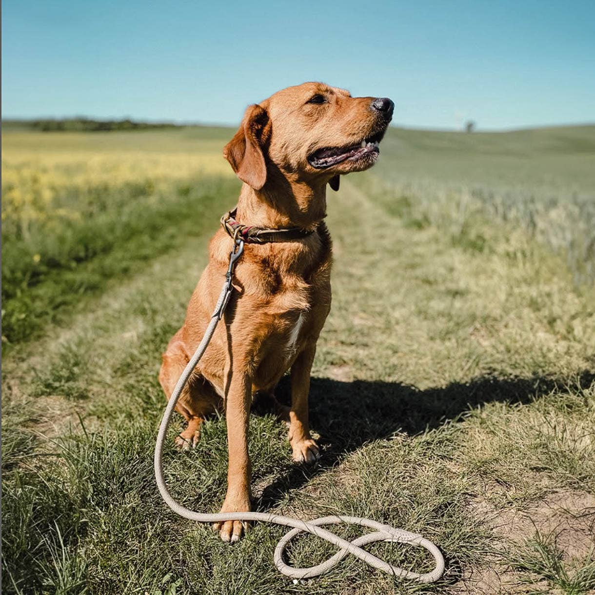 ne&no - Vente Laisse – chien - ne&no® Laisse pour chiens –120 ou 170 cm– laisse fixe4