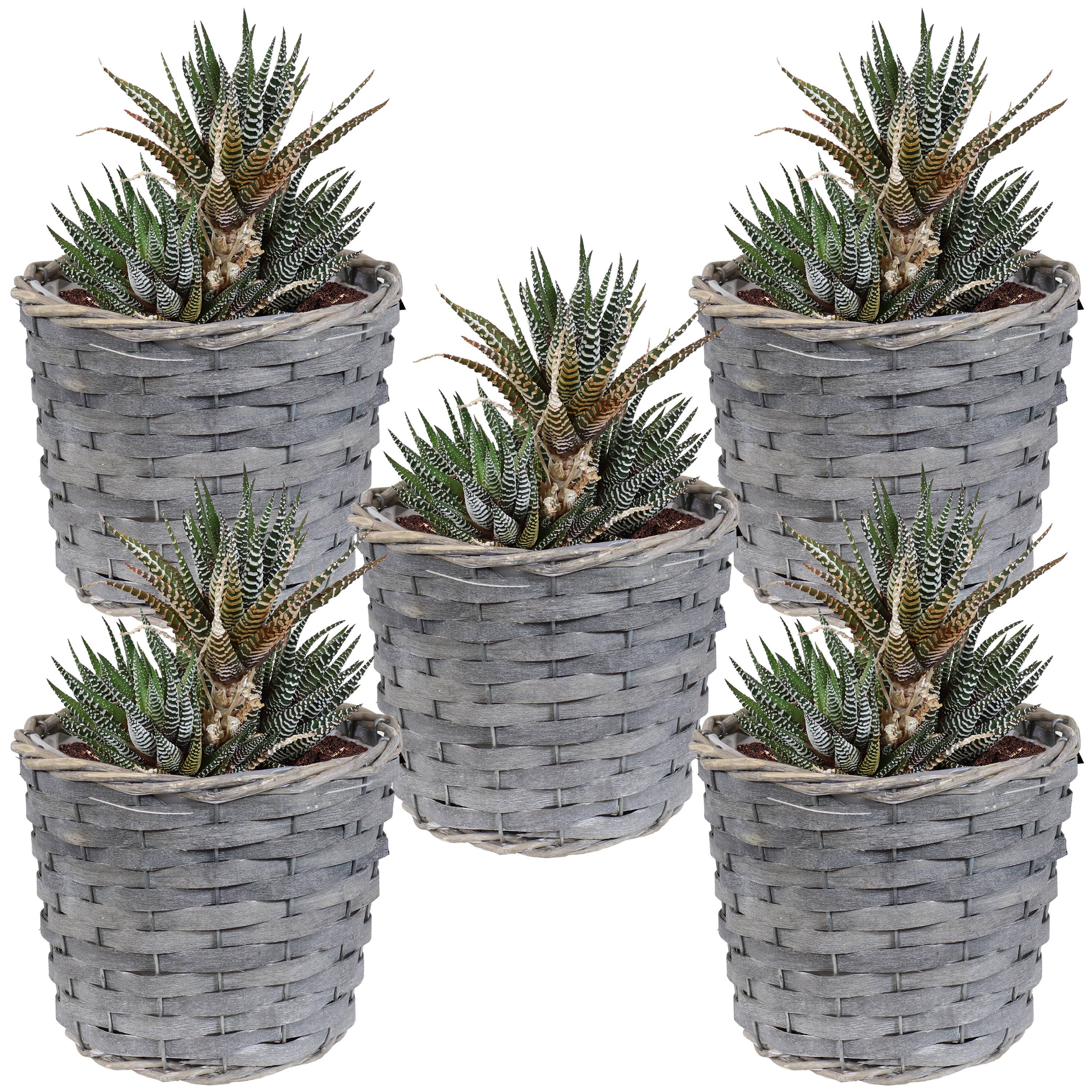 Sunnydaze Decor - Wholesale Plant Pot - 6.75 in Rattan Wicker Basket Planters with Lining - Set of 55