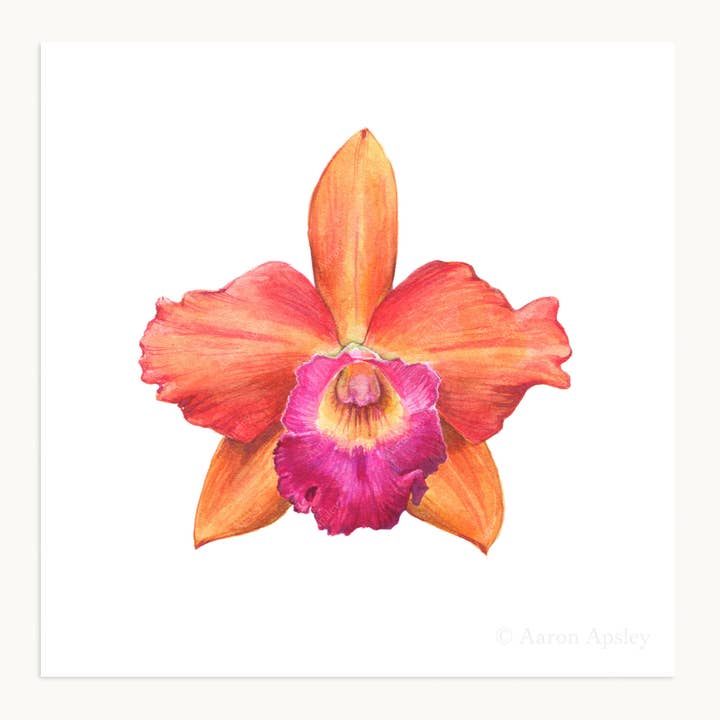 Aaron Apsley Artwork - Wholesale Art Print - Orchid Flower Print - 8"x8"5
