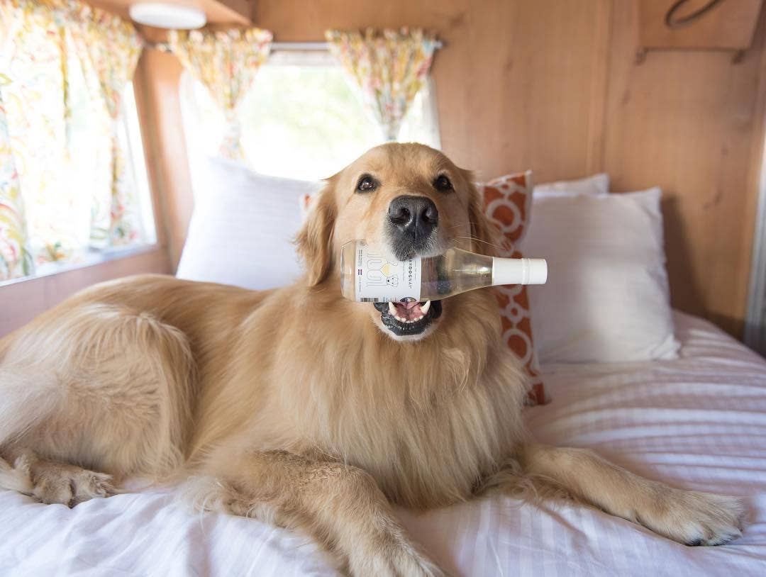 PetWineShop – Großhandel Nahrungsergänzungsmittel für Haustiere – Hund – PetWineShop CharDOGnay Hundewein Flüssigkeits-Supplement5