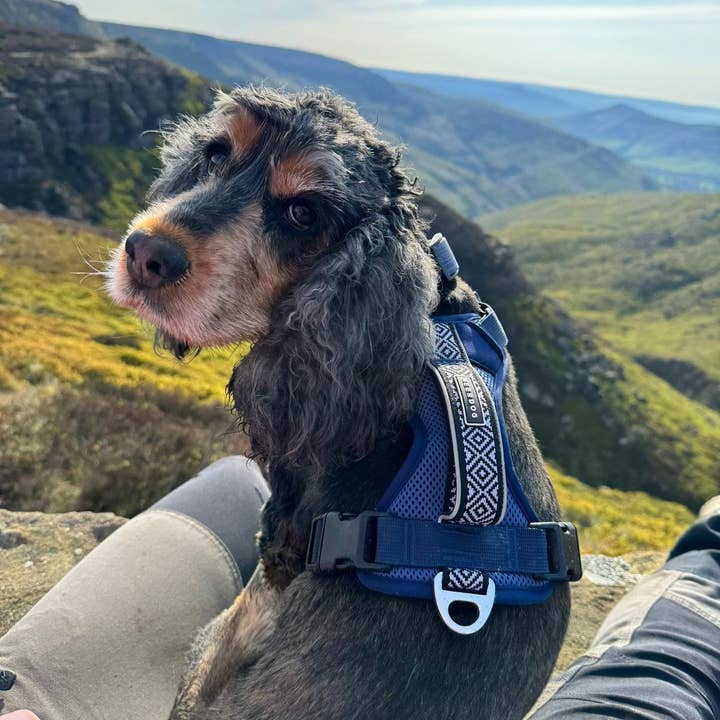 Air-Flow Harness - Dusk Blue for wholesale on Faire2