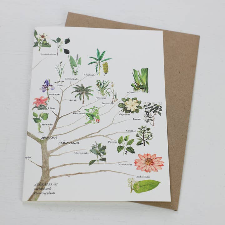 Fairhope Graphics – Engroshandel Hverdagshilsen kort – Blomstrende Planter Afdeling