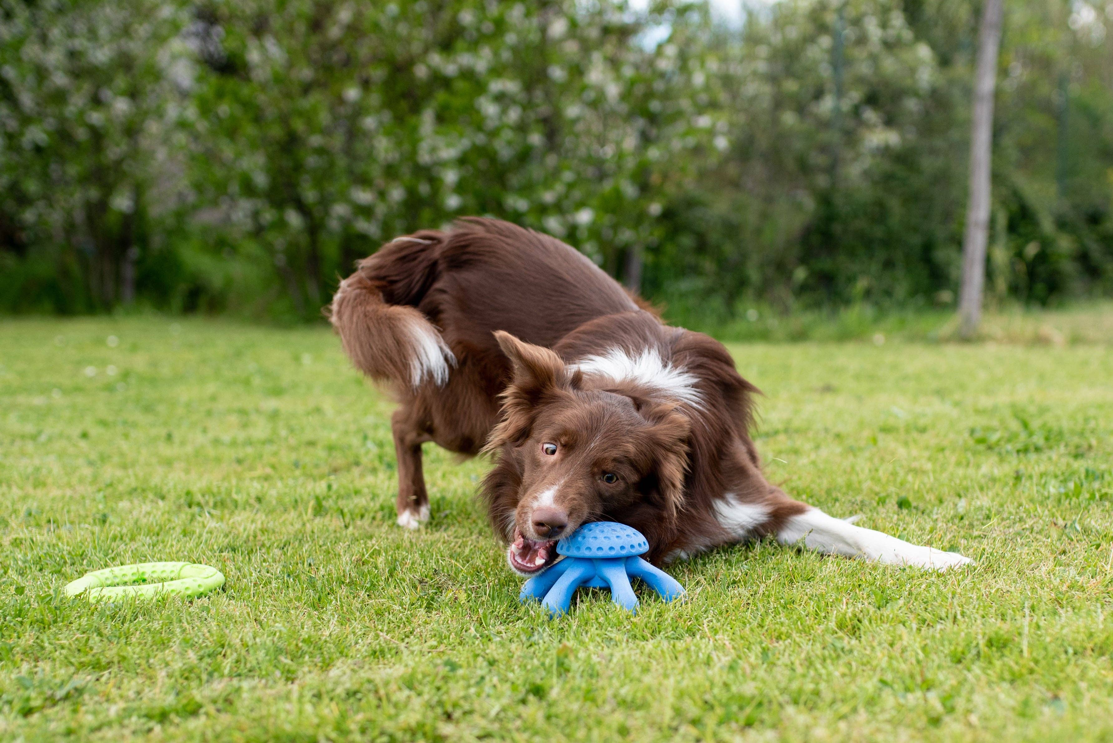 IGSM LTD – wholesale Pet toy – Dog – KIWI Walker Octopus Dog Toy - MINI7