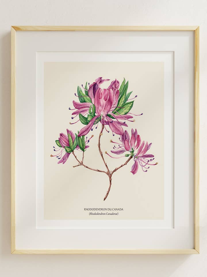 Rhododendron du Canada pour la vente par Sarah Choquette Scott Artiste