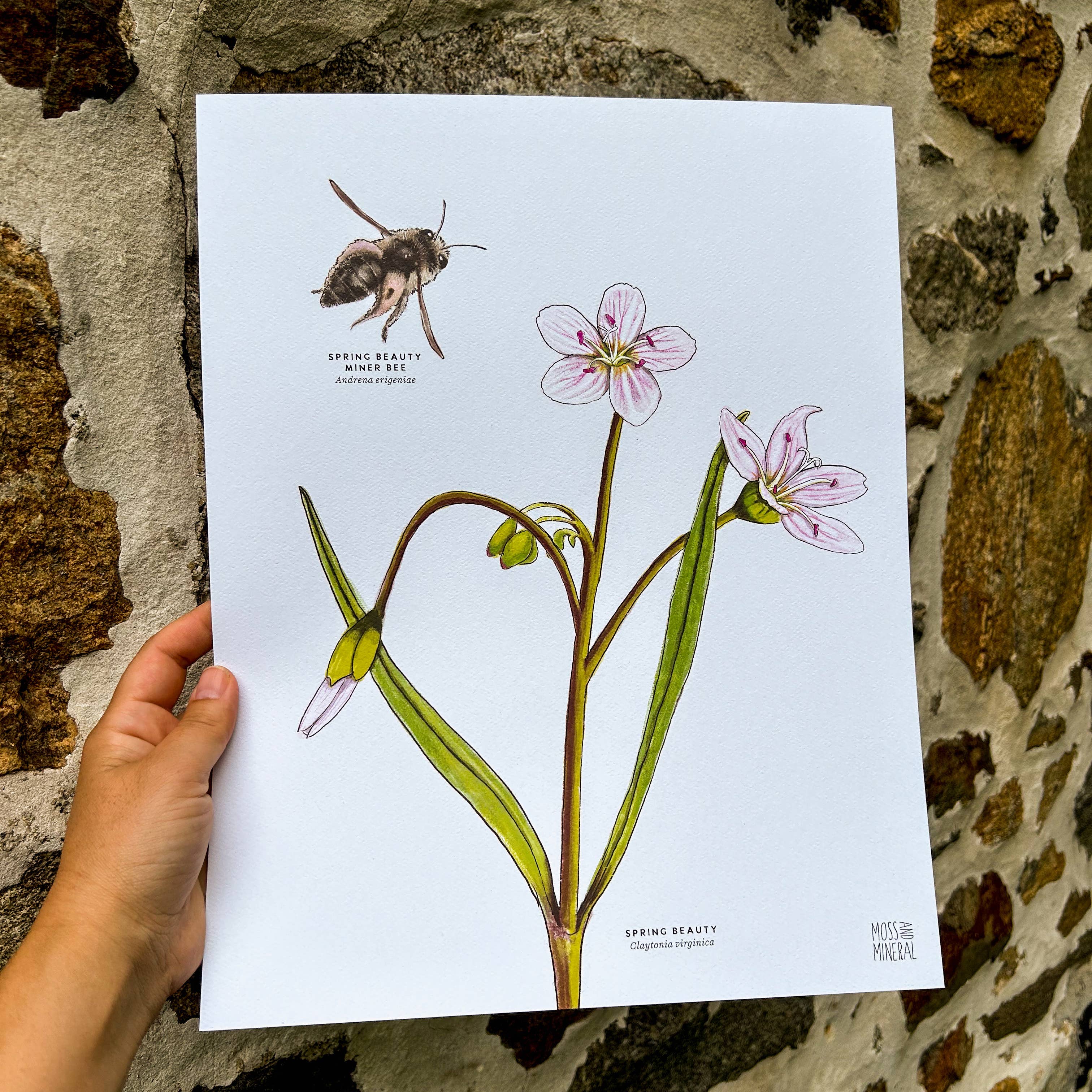 Moss and Mineral - Wholesale Art Print - Spring Beauty Bee and Flower, Botanical Illustration4