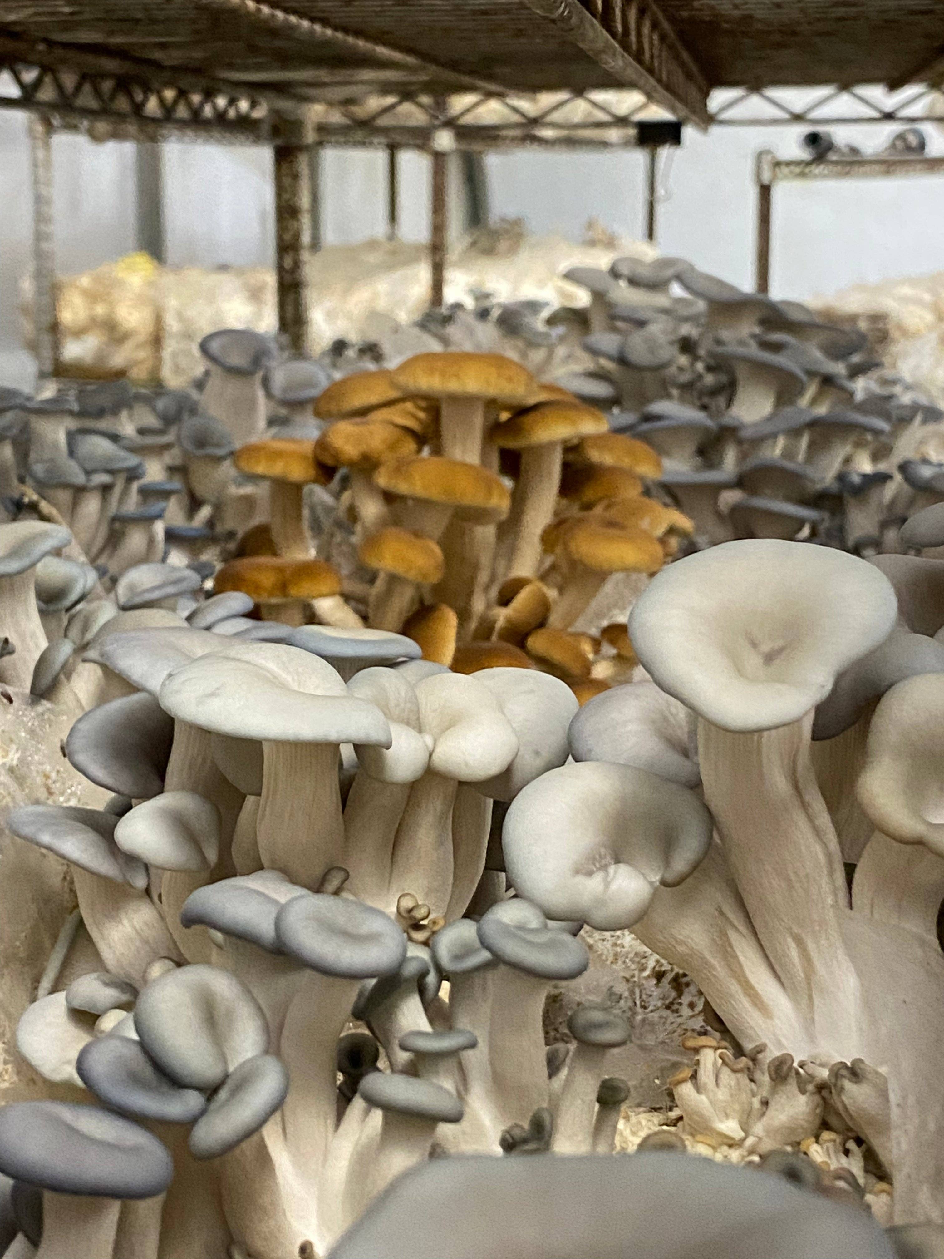 Mycoterra Farm - Wholesale DIY Food Kit - Pioppino Mushroom Grow Kit3