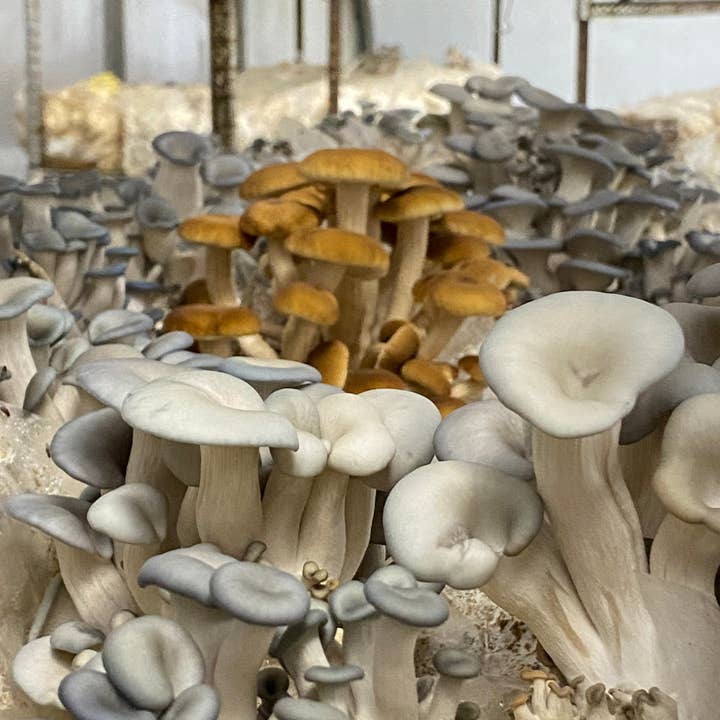 Mycoterra Farm - Wholesale DIY Food Kit - Pioppino Mushroom Grow Kit3