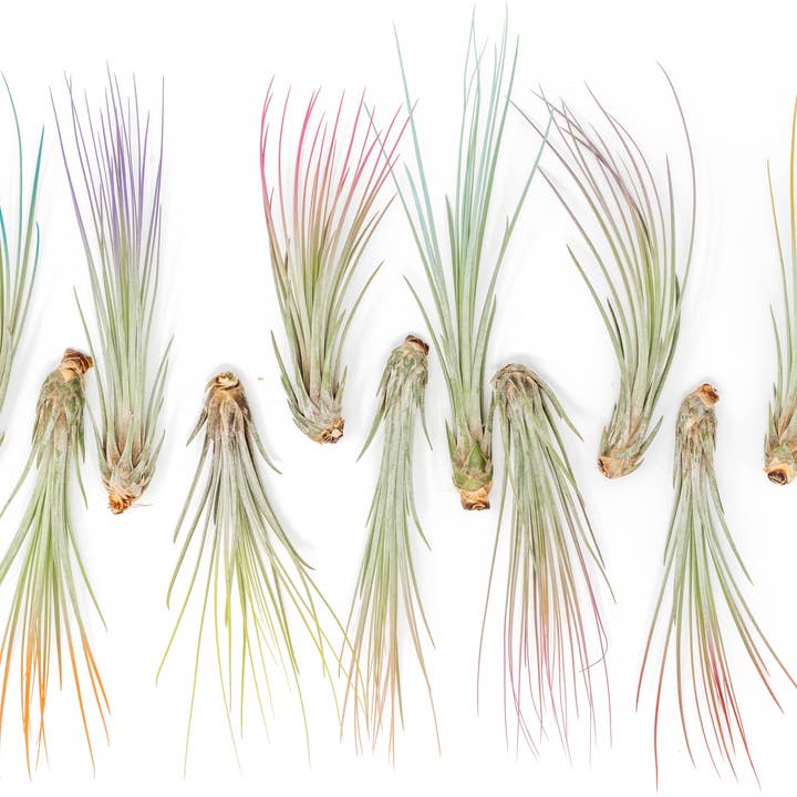 Color Enhanced Tillandsia Juncea Air Plants for wholesale by Air Plant Shop