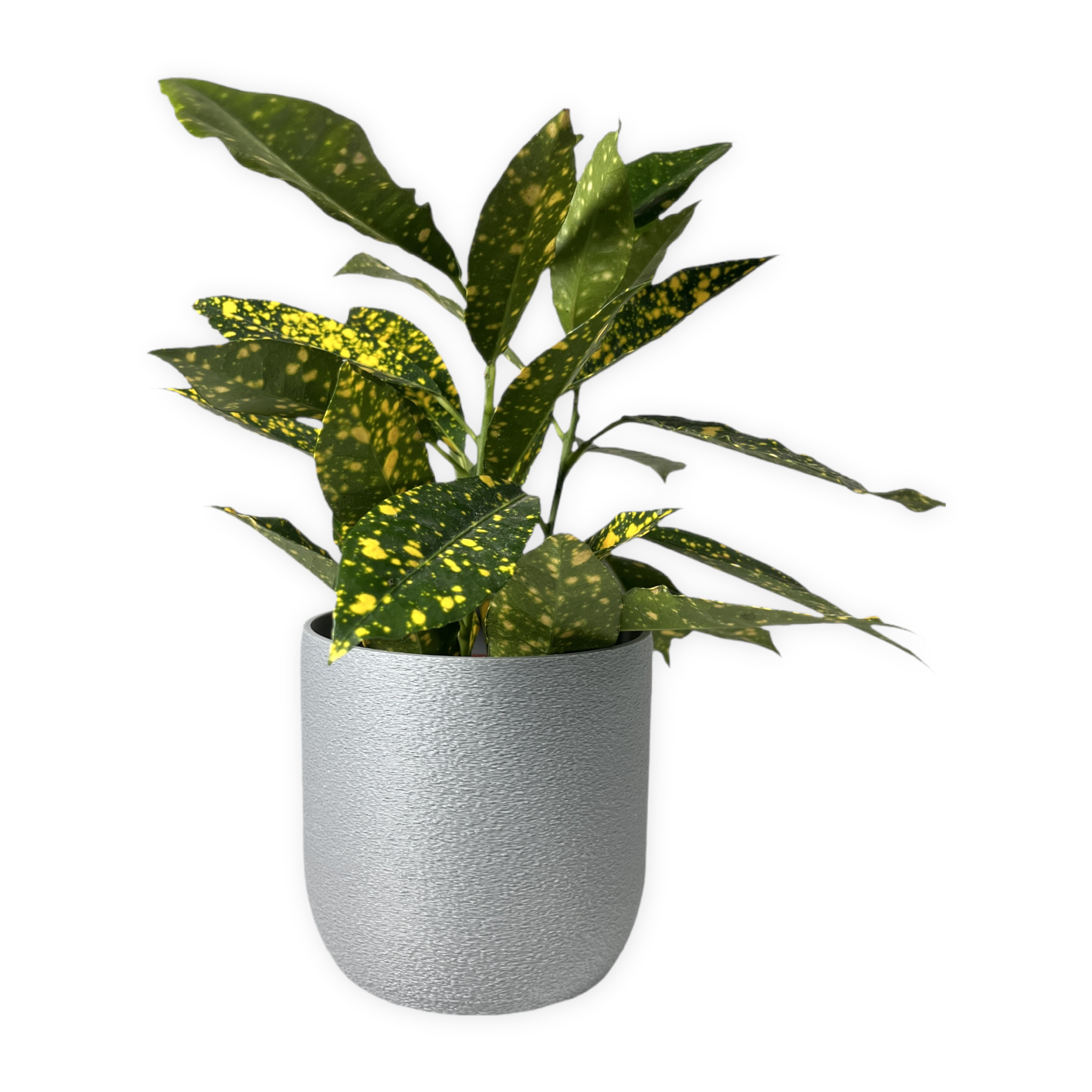 Leafprints.3d - Wholesale Plant Pot - The Moss – 4 Inch Cover Pot (No Drainage)2
