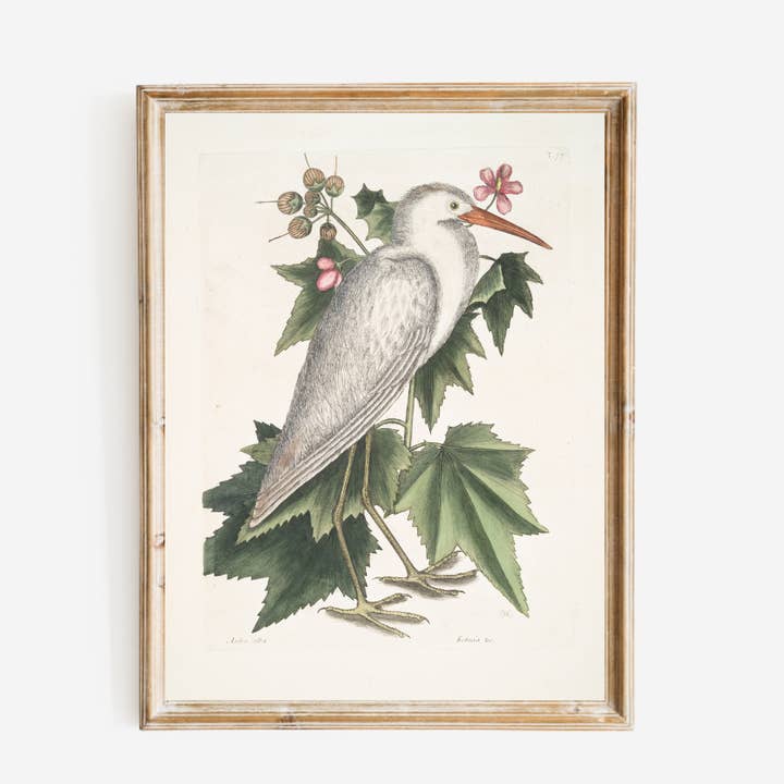 White Heron Bird Antique Art Print for wholesale by Sea to Skye