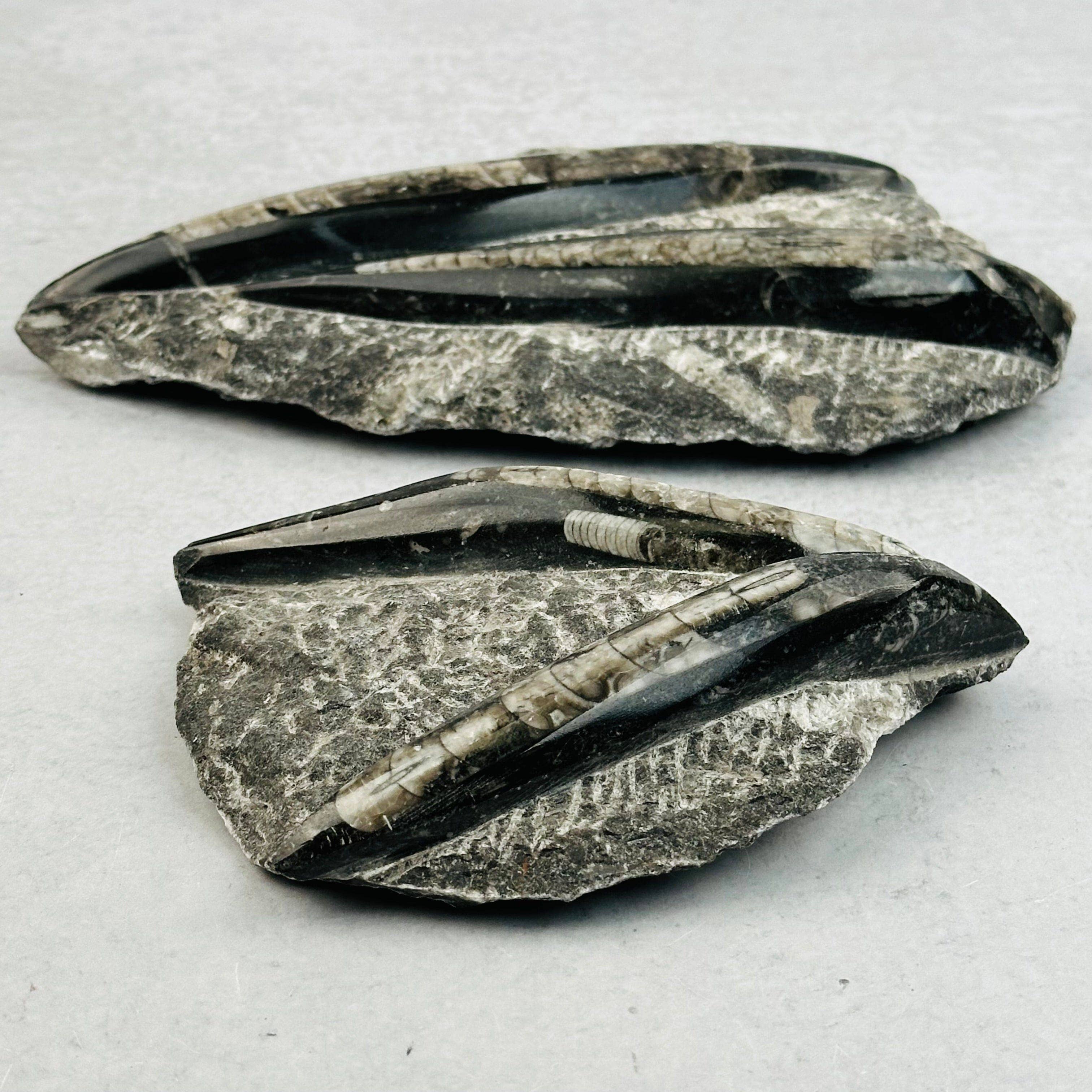 Rock Paradise - Wholesale Spiritual Stone/Crystal - Orthoceras Plaque - 2 Orthoceras - Fossil Collection5