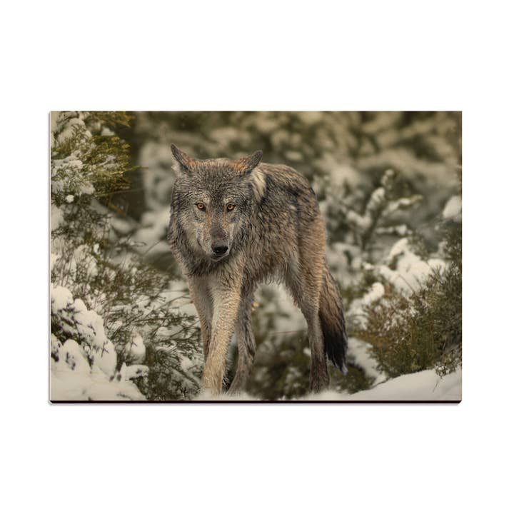 Snow Wolf Magnets for wholesale by DaydreamHQ
