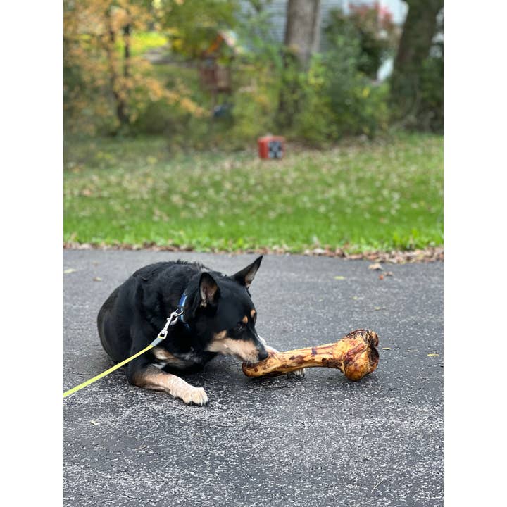 Jones Natural Chews - Wholesale Pet Bone/Rawhide - Dog - Beef Dino Bones Bulk1