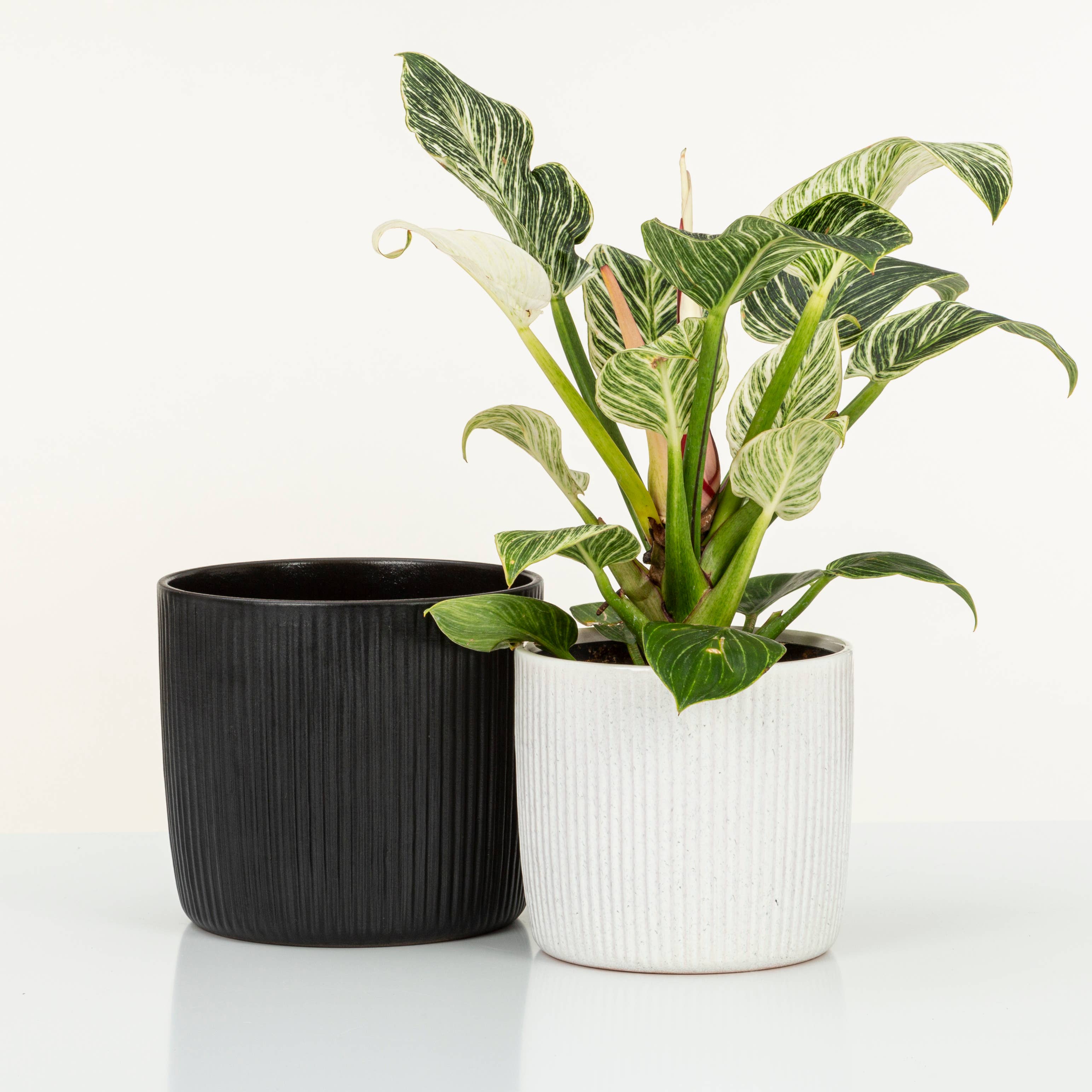 Scheurich - Wholesale Plant Pot - Set of 2 Solido Linea 909 ceramic planters3
