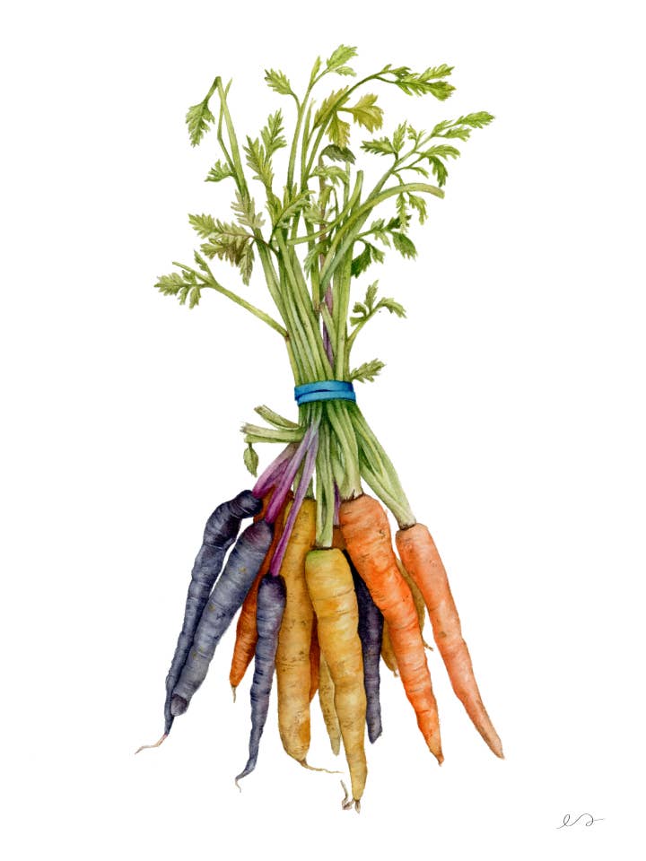 Carrots Farmers Market Print – Watercolor Kitchen Art for wholesale by Art by Emma Lian