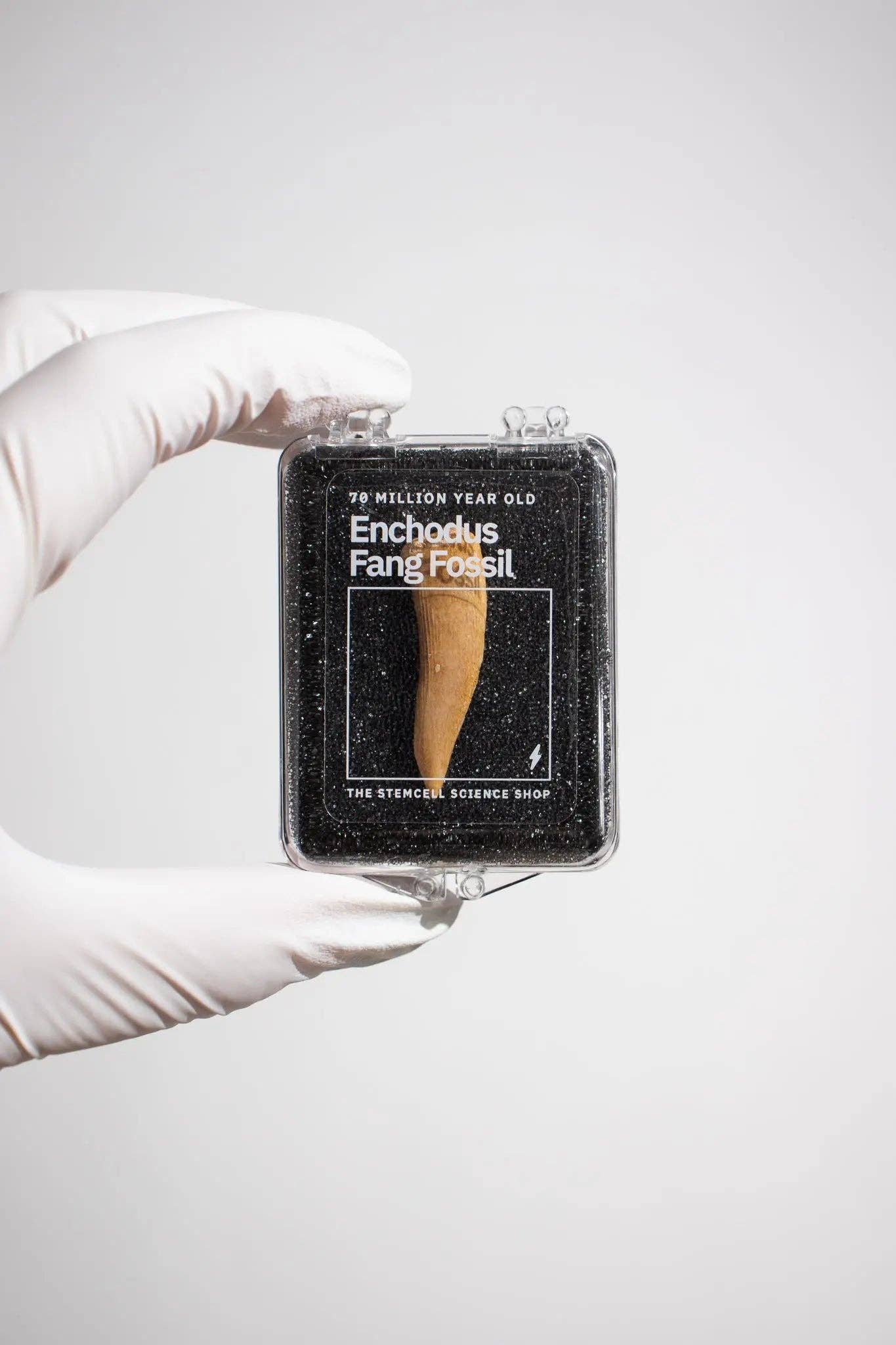 Stemcell Science Shop - Wholesale Decorative Tabletop Object - Enchodus Fang0