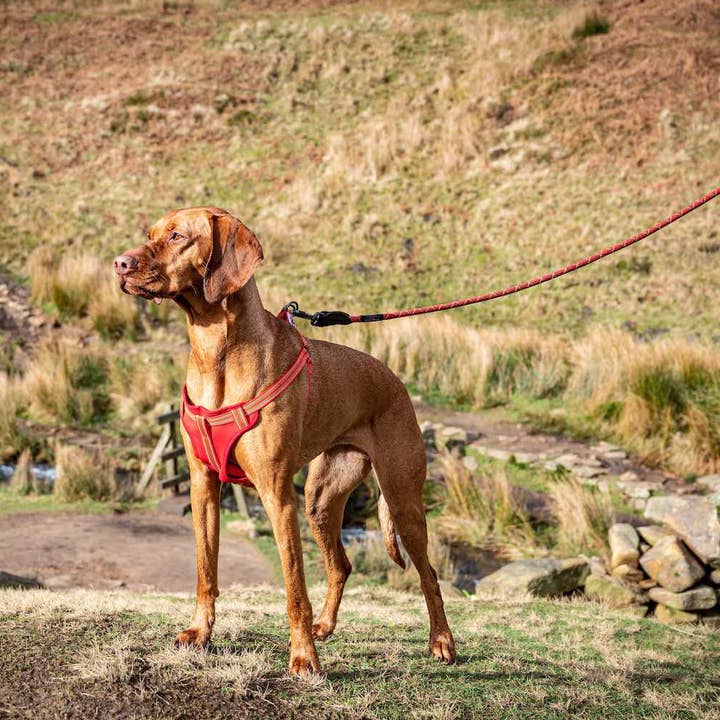 Comfort Step-in Dog Harness for wholesale by Long Paws