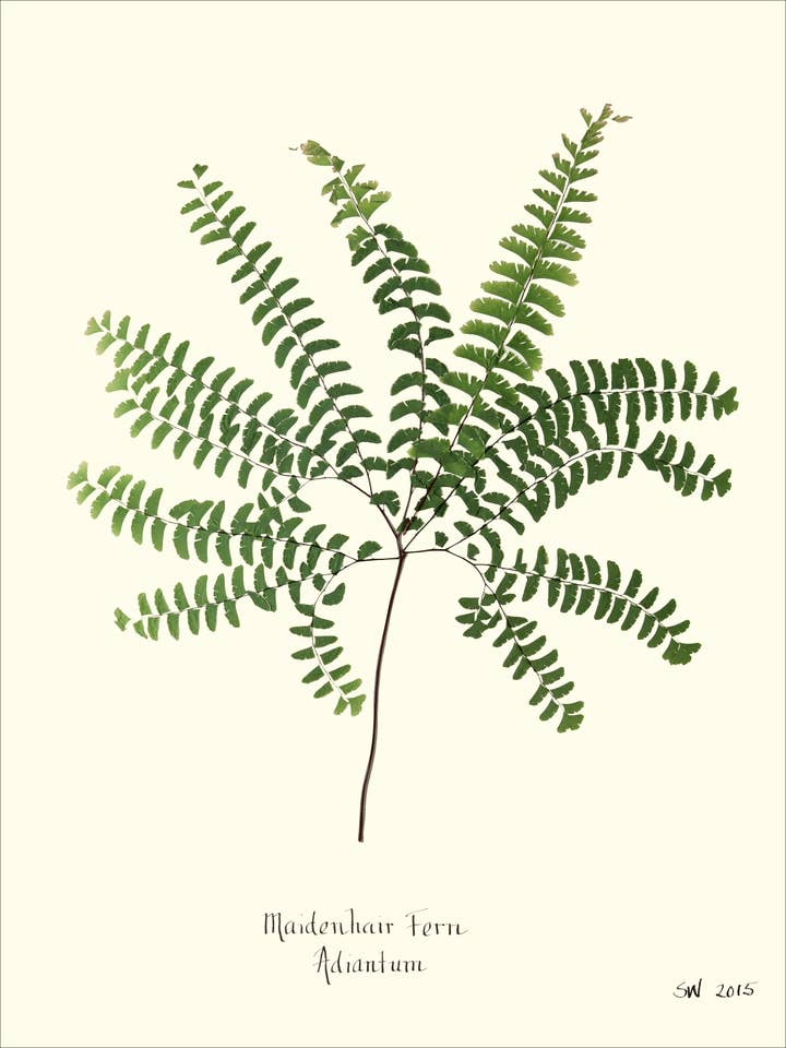 Fougère capillaire pressée - Impression d'art botanique pour la vente par Homegrown Art Co