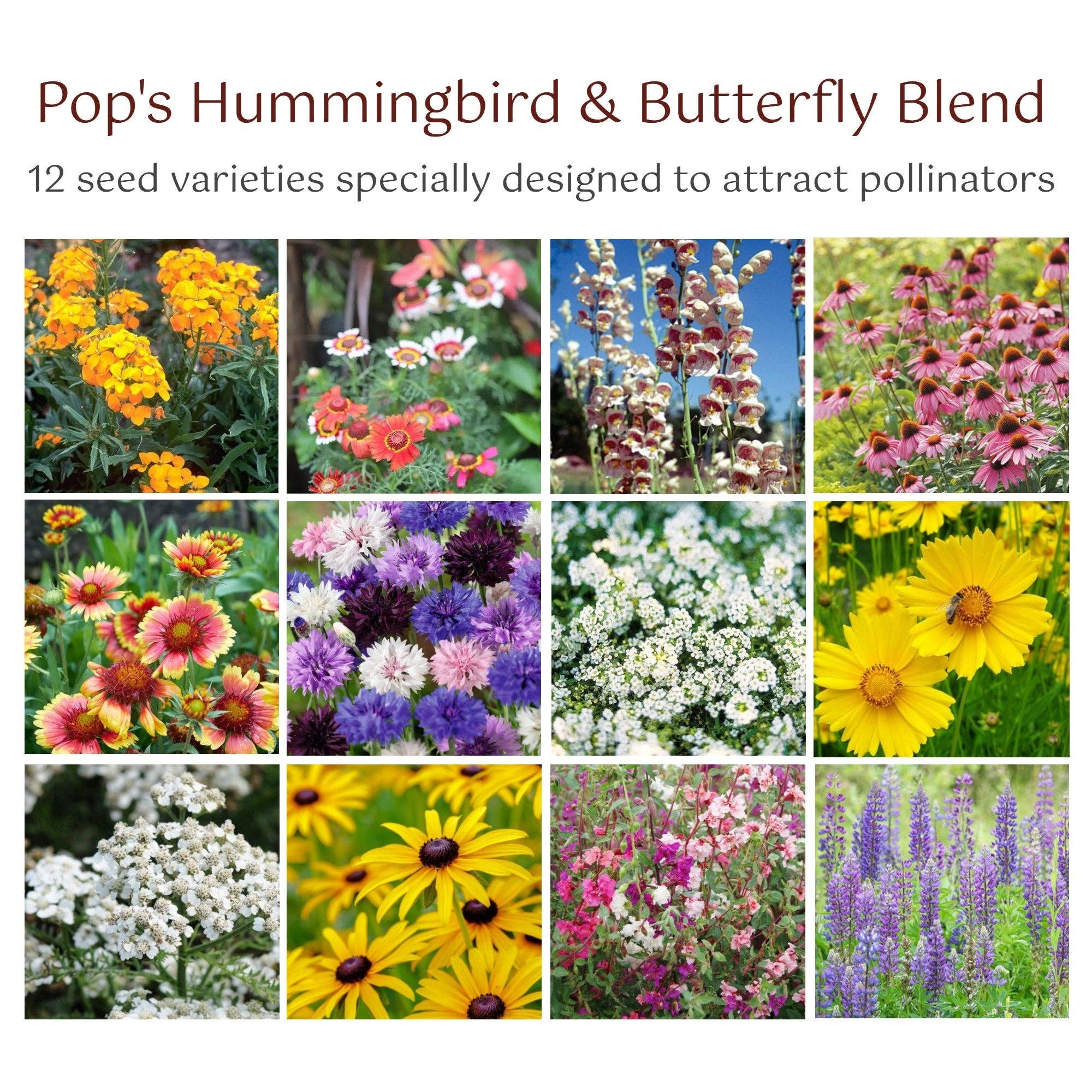Pop's Birding - Wholesale Retailer Display - Home & Living - 180ct Hummingbird & Butterfly Wildflower Seed - Free Display5