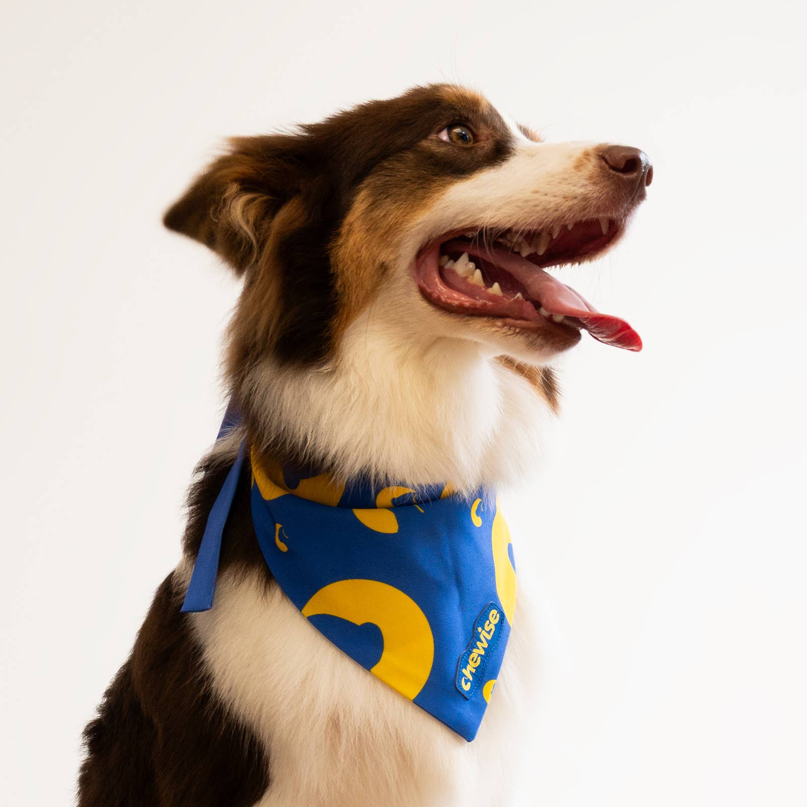 Chewise Official - Wholesale Pet Bowl - Dog - Chewise Dog Bandana5