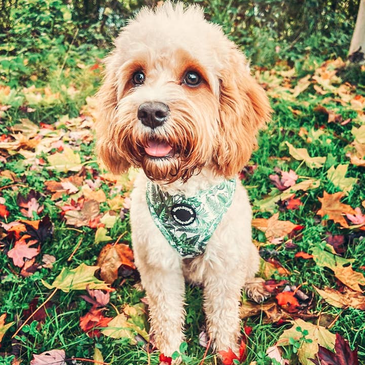 Sidney and Sapphire - Wholesale Pet Harness - Dog - Green Plant Leaf 'Botanical Bella' Monstera Dog Harness1