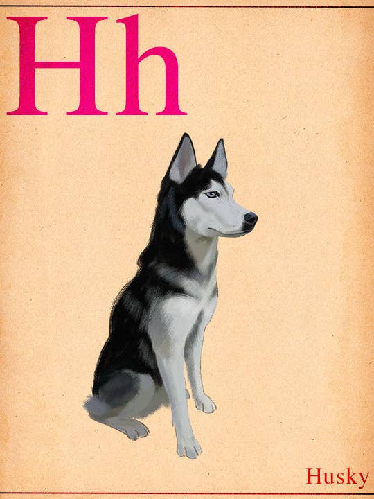Dogs A-Z, Husky, Flash Card, Dog Art Print for wholesale by Brian Rubenacker studios