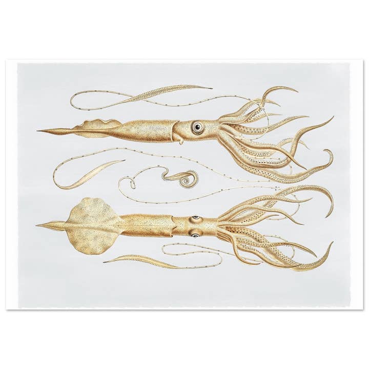 Marine life for wholesale by Maison de Paloma