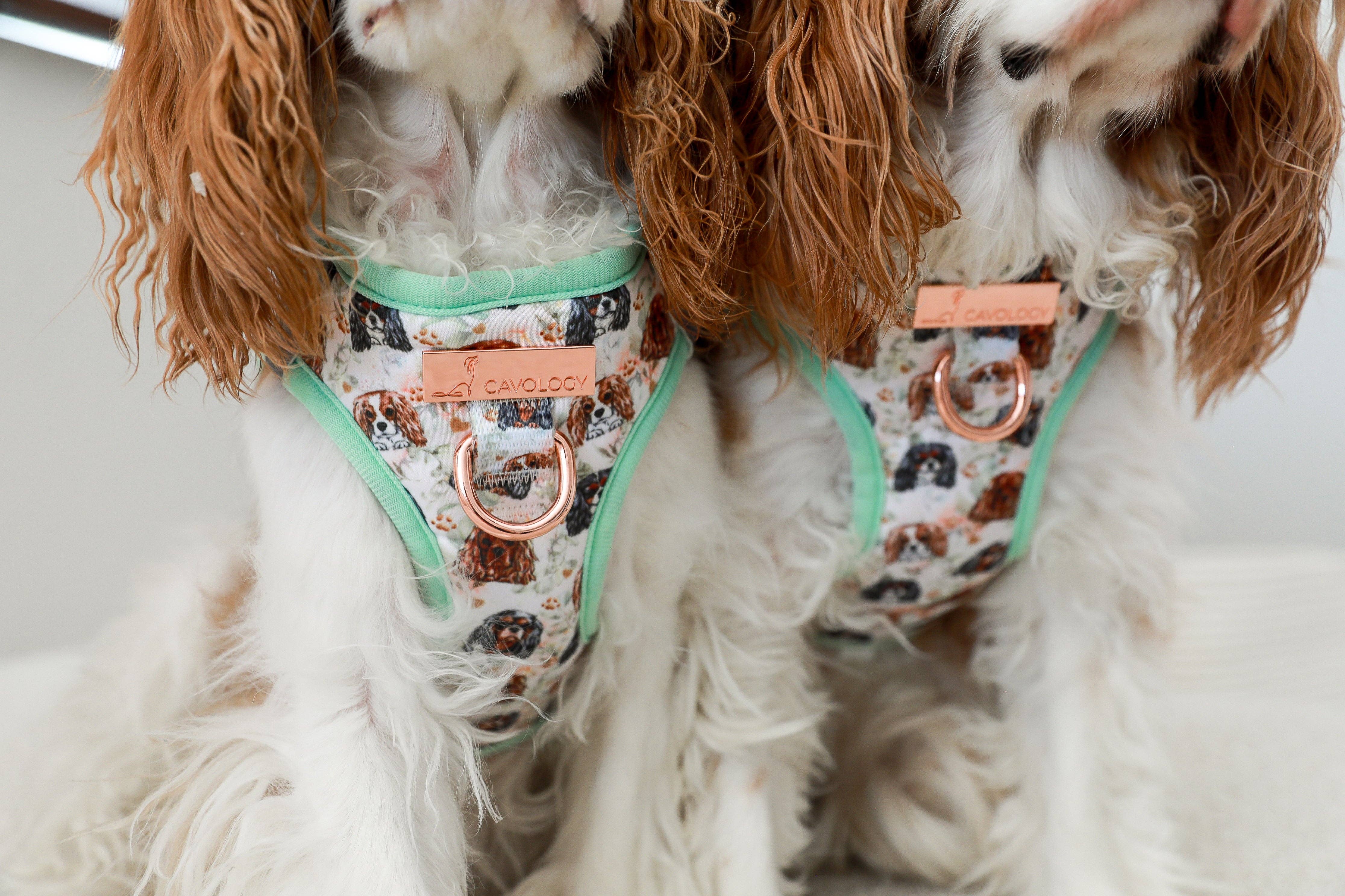 Cavology - Vendita all'ingrosso Pettorina - Cani - PETTORINA PER CANI STEP IN - Cavalier King Charles Spaniel7