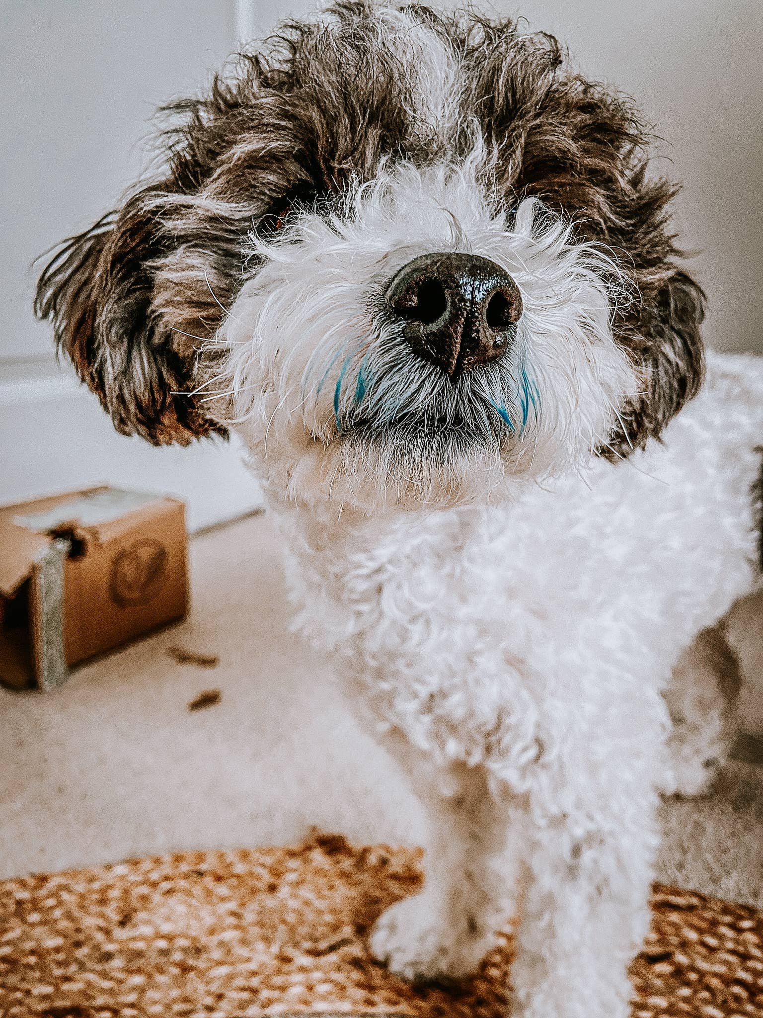 holisticanine – wholesale Pet supplement – Cat/dog – Organic Blue Spirulina Supplement1