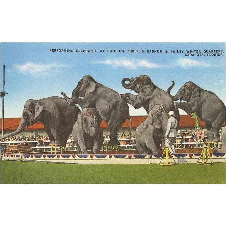 Postcard FL-755 Circus Elephants Performing, Sarasota, Flori for wholesale by Found Image Press
