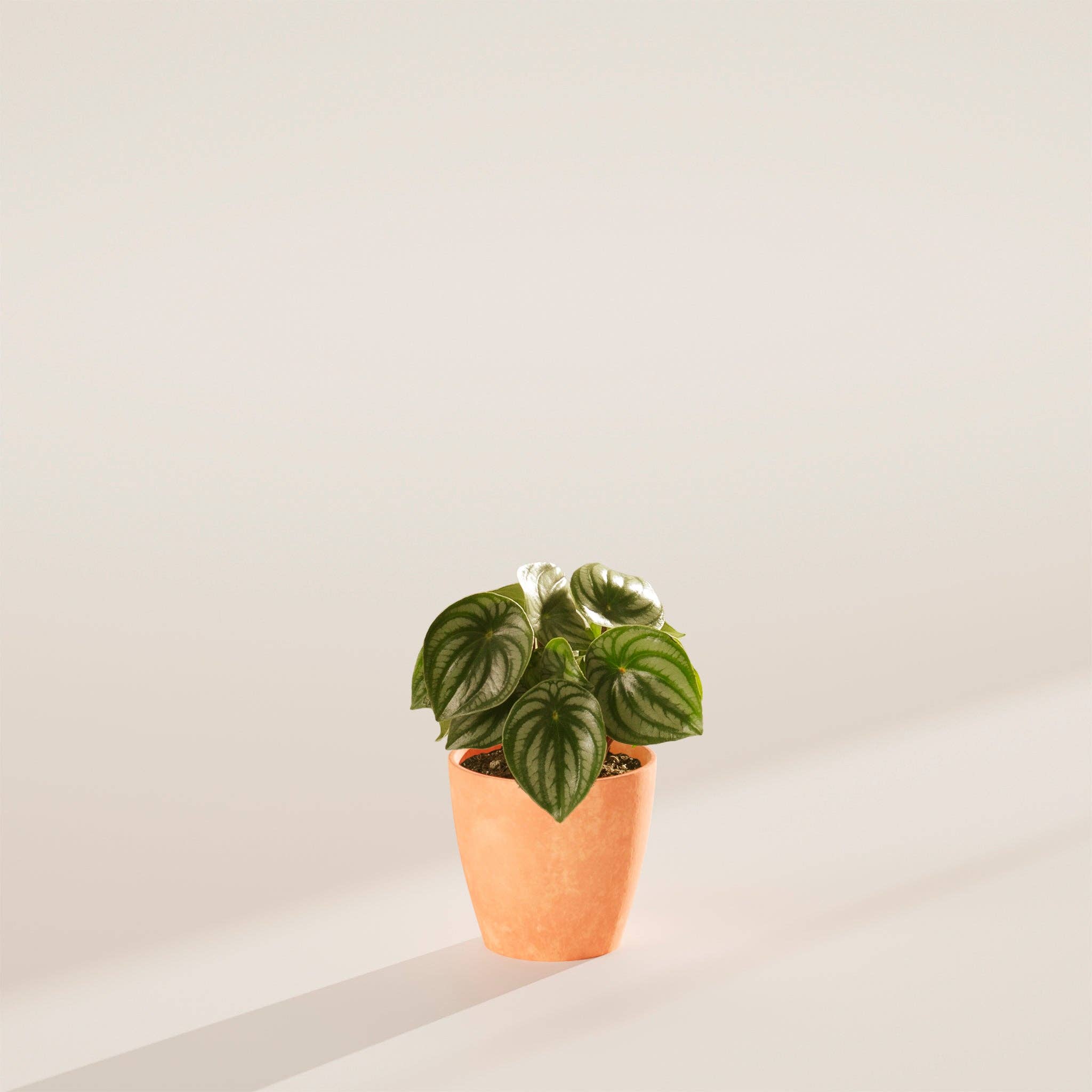 Lively Root - Wholesale Live Plant - Watermelon Peperomia2