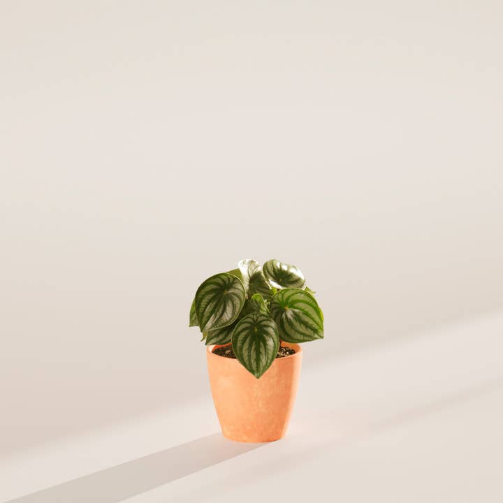 Lively Root - Wholesale Live Plant - Watermelon Peperomia2